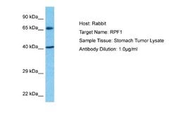 BXDC5 Rabbit anti-Human, Polyclonal, Novus Biologicals 0.1 mL | Buy Online | Novus Biologicals | Fisher Scientific